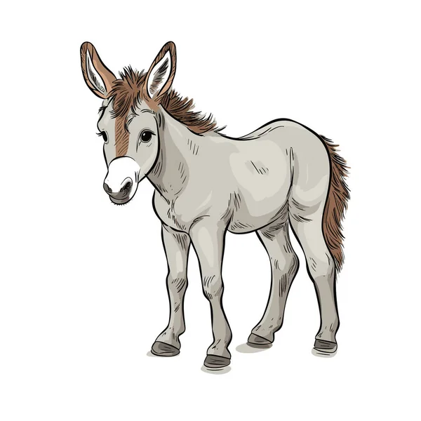 Eselsfohlen Eselsfohlen Handgezeichnete Illustration Zeichentrickfilm Vector Doodle Stil — Stockvektor