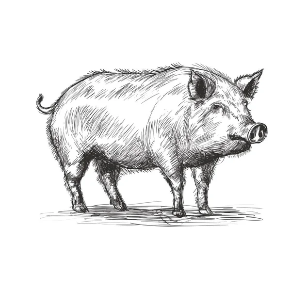 Porco Ilustração Desenhada Mão Porco Vector Doodle Estilo Desenho Animado —  Vetores de Stock
