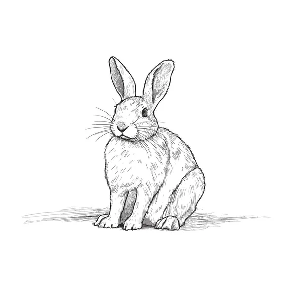 Rabbit Buck Ilustrasi Gambar Tangan Kelinci Ilustrasi Kartun Gaya Doodle - Stok Vektor