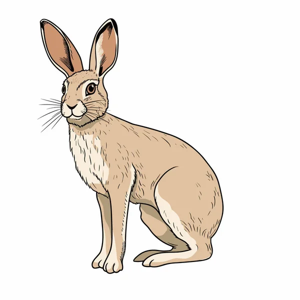 Rabbit Doe Conejo Doe Ilustración Dibujada Mano Vector Doodle Estilo — Vector de stock