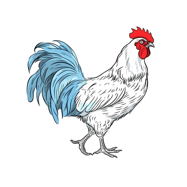 Gallo Illustrazione Disegnata Mano Del Gallo Illustrazione Del Fumetto Stile — Vettoriale Stock