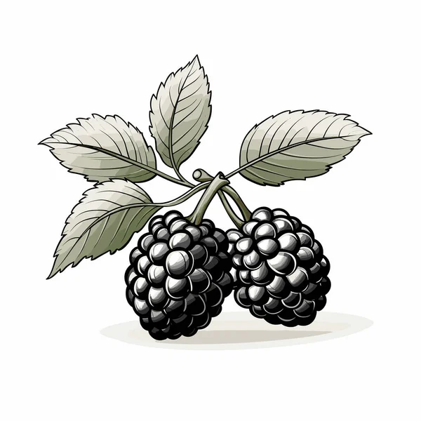 Ostružinový Ručně Kreslený Komiks Blackberry Vektorové Kreslené Kreslené Ilustrace — Stockový vektor