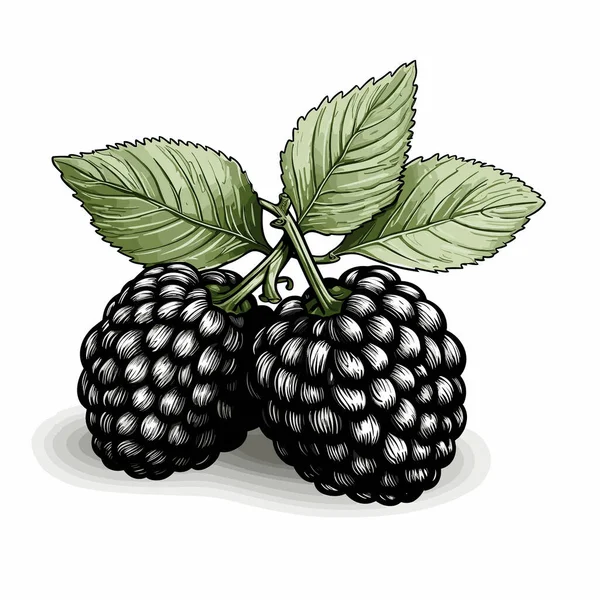 Ostružinový Ručně Kreslený Komiks Blackberry Vektorové Kreslené Kreslené Ilustrace — Stockový vektor