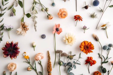 wild flowers on white background. delicate colorful wildflowers on white background