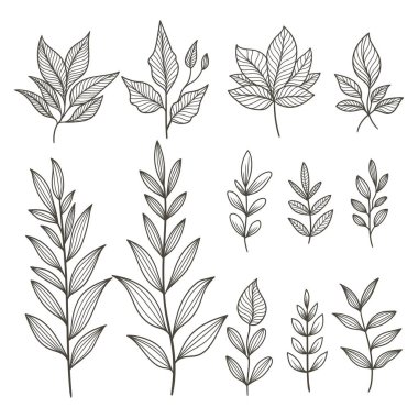 Bitki ögeleri koleksiyon vektör illüstrasyonunu ayarla