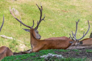 Orman Ormanında Dinlenen Geyik Ailesi