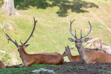 Orman Ormanında Dinlenen Geyik Ailesi