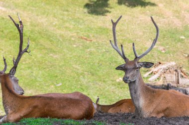 Orman Ormanında Dinlenen Geyik Ailesi