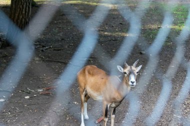 Hayvanat Bahçesi Hayvanı: Mouflon in Pen