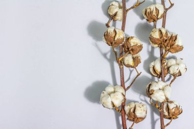 Yumuşak ve yumuşak pamuklu pamuklu çiçek dalları mat gri arka planda. Çevresel doğal kumaşlar için ham madde, sert ışık, koyu gölge, düz alan, üst görünüm