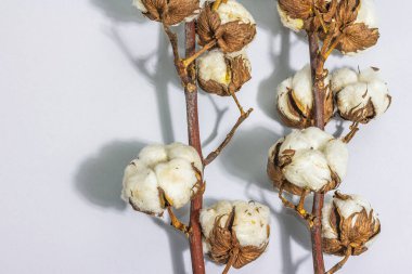 Yumuşak ve yumuşak pamuklu pamuklu çiçek dalları mat gri arka planda. Çevresel doğal kumaşlar için ham madde, sert ışık, koyu gölge, düz alan, üst görünüm