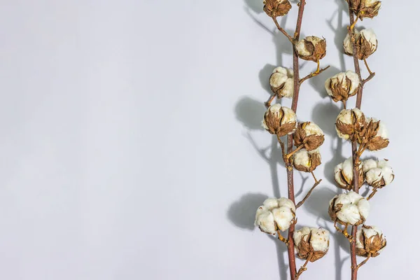 マットグレーの背景に柔らかくふわふわの綿花の枝 環境に優しいファブリック ハードライト 暗い影 フラットレイ トップビューのための原材料 — ストック写真