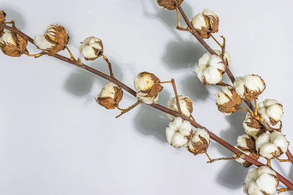 stock image Soft and fluffy cotton flower branches on matte grey background. Raw material for environmentally natural fabrics, hard light, dark shadow, flat lay, top view