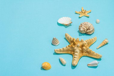 Deniz kabukları ve deniz yıldızlarıyla dolu mavi bir arka plan. Çeşitli deniz hayvanları, tatil konsepti. Modaya uygun sert ışık, koyu gölge, düz alan, kopyalama alanı