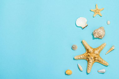 Deniz kabukları ve deniz yıldızlarıyla dolu mavi bir arka plan. Çeşitli deniz hayvanları, tatil konsepti. Modaya uygun sert ışık, koyu gölge, düz uzanma, üst manzara