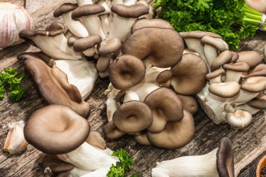 Oyster mushrooms ready for cooking. Fresh parsley, spices and garlic. Trendy hard light, dark shadows, old wooden background, close up