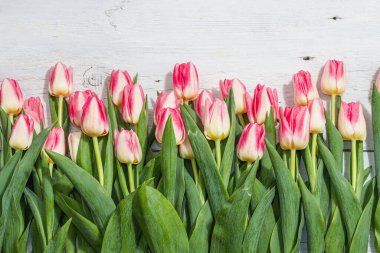Beyaz ahşap arka planda taze pembe laleler. Anneler Günü ya da Sevgililer Günü için şölen konsepti. Tebrik kartı, Paskalya düzlüğü, sert ışık, koyu gölge, üst manzara.