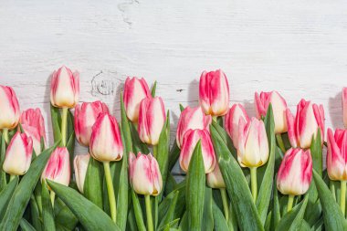 Beyaz ahşap arka planda taze pembe laleler. Anneler Günü ya da Sevgililer Günü için şölen konsepti. Tebrik kartı, Paskalya düzlüğü, sert ışık, koyu gölge, üst manzara.