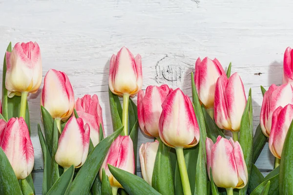 Букет Свіжих Рожевих Тюльпанів Білому Дерев Яному Фоні Святкування Дня — стокове фото