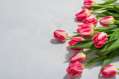 Hafif taştan arka planda taze pembe laleler. Anneler Günü ya da Sevgililer Günü için şölen konsepti. Tebrik kartı, Paskalya düzlüğü, yıldönümü veya doğum günü, kopyalama alanı