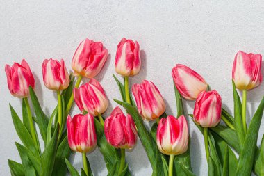 Hafif taştan arka planda taze pembe laleler. Anneler Günü ya da Sevgililer Günü için şölen konsepti. Tebrik kartı, Paskalya yatağı, yıldönümü ya da doğum günü, üst manzara