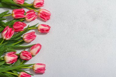 Hafif taştan arka planda taze pembe laleler. Anneler Günü ya da Sevgililer Günü için şölen konsepti. Tebrik kartı, Paskalya yatağı, yıldönümü ya da doğum günü, üst manzara