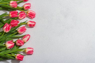 Hafif taştan arka planda taze pembe laleler. Anneler Günü ya da Sevgililer Günü için şölen konsepti. Tebrik kartı, Paskalya yatağı, yıldönümü ya da doğum günü, üst manzara