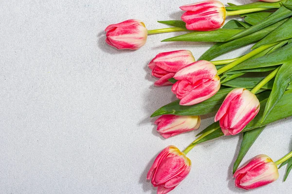 Świeże Różowe Tulipany Jasnym Kamiennym Tle Betonowym Uroczysta Koncepcja Dzień — Zdjęcie stockowe