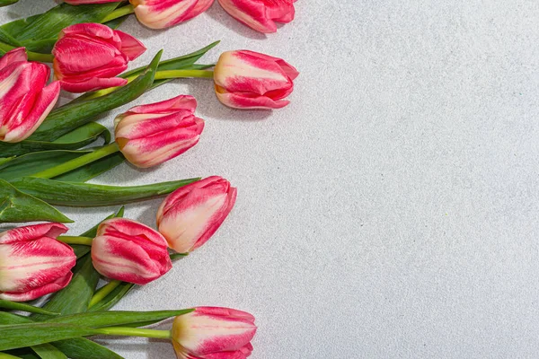 Свіжі Рожеві Тюльпани Легкому Кам Яному Бетонному Тлі Святкування Дня — стокове фото