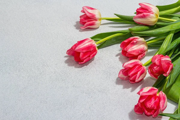 Tulipani Rosa Freschi Sfondo Cemento Chiaro Pietra Concetto Festivo Festa — Foto Stock