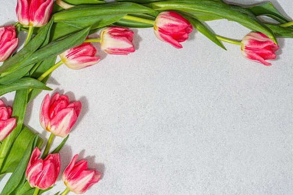 Свіжі Рожеві Тюльпани Легкому Кам Яному Бетонному Тлі Святкування Дня — стокове фото