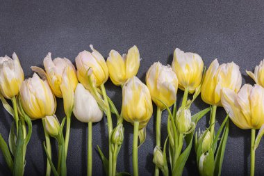 Siyah taştan arka planda taze, şakayık laleler. Anneler Günü ya da Sevgililer Günü için şölen konsepti. Tebrik kartı, Paskalya düzlüğü, sert ışık, koyu gölge, üst manzara.