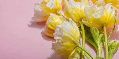 Pastel pembe arka planda taze, şakayık laleler. Anneler Günü ya da Sevgililer Günü için şölen konsepti. Tebrik kartı, Paskalya düzlüğü, sert ışık, koyu gölge, pankart biçimi