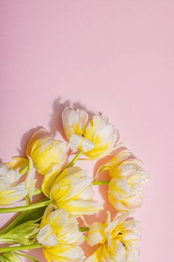 Pastel pembe arka planda taze, şakayık laleler. Anneler Günü ya da Sevgililer Günü için şölen konsepti. Tebrik kartı, Paskalya düzlüğü, sert ışık, koyu gölge, üst manzara.