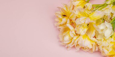 Pastel pembe arka planda taze, şakayık laleler. Anneler Günü ya da Sevgililer Günü için şölen konsepti. Tebrik kartı, Paskalya düzlüğü, sert ışık, koyu gölge, pankart biçimi