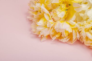 Pastel pembe arka planda taze, şakayık laleler. Anneler Günü ya da Sevgililer Günü için şölen konsepti. Tebrik kartı, Paskalya düzlüğü, sert ışık, koyu gölge, boşluğu kopyala