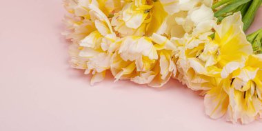 Pastel pembe arka planda taze, şakayık laleler. Anneler Günü ya da Sevgililer Günü için şölen konsepti. Tebrik kartı, Paskalya düzlüğü, sert ışık, koyu gölge, pankart biçimi