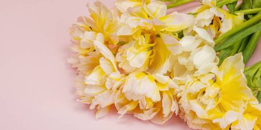 Pastel pembe arka planda taze, şakayık laleler. Anneler Günü ya da Sevgililer Günü için şölen konsepti. Tebrik kartı, Paskalya düzlüğü, sert ışık, koyu gölge, pankart biçimi