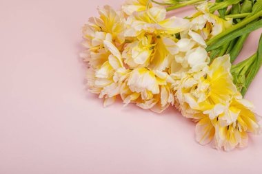 Pastel pembe arka planda taze, şakayık laleler. Anneler Günü ya da Sevgililer Günü için şölen konsepti. Tebrik kartı, Paskalya düzlüğü, sert ışık, koyu gölge, boşluğu kopyala