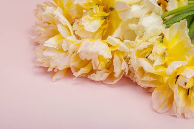 Pastel pembe arka planda taze, şakayık laleler. Anneler Günü ya da Sevgililer Günü için şölen konsepti. Tebrik kartı, Paskalya düzlüğü, sert ışık, koyu gölge, boşluğu kopyala