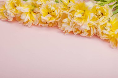 Pastel pembe arka planda taze, şakayık laleler. Anneler Günü ya da Sevgililer Günü için şölen konsepti. Tebrik kartı, Paskalya düzlüğü, sert ışık, koyu gölge, boşluğu kopyala