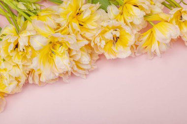 Pastel pembe arka planda taze, şakayık laleler. Anneler Günü ya da Sevgililer Günü için şölen konsepti. Tebrik kartı, Paskalya düzlüğü, sert ışık, koyu gölge, boşluğu kopyala