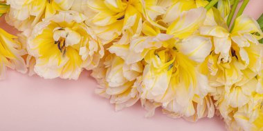 Pastel pembe arka planda taze, şakayık laleler. Anneler Günü ya da Sevgililer Günü için şölen konsepti. Tebrik kartı, Paskalya düzlüğü, sert ışık, koyu gölge, pankart biçimi