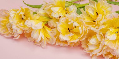 Pastel pembe arka planda taze, şakayık laleler. Anneler Günü ya da Sevgililer Günü için şölen konsepti. Tebrik kartı, Paskalya düzlüğü, sert ışık, koyu gölge, boşluğu kopyala