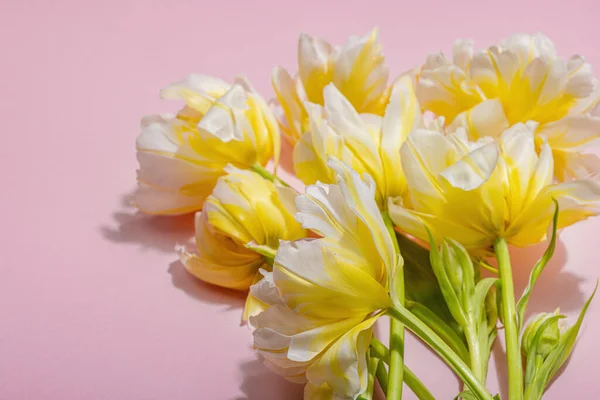 Friss Fény Bazsarózsa Tulipán Pasztell Rózsaszín Háttér Ünnepi Koncepció Anyák — Stock Fotó