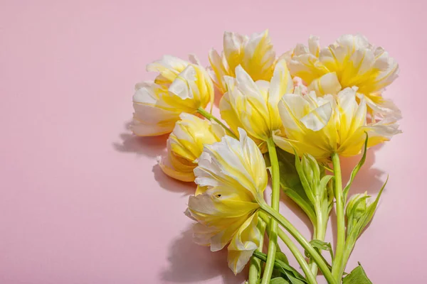 Frisk Lys Pæon Tulipaner Pastel Lyserød Baggrund Festligt Koncept Til - Stock-foto