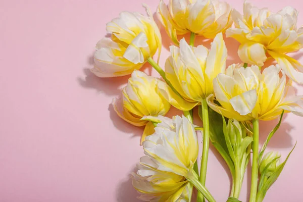Tulipanes Peonía Fresca Sobre Fondo Rosa Pastel Concepto Festivo Para — Foto de Stock
