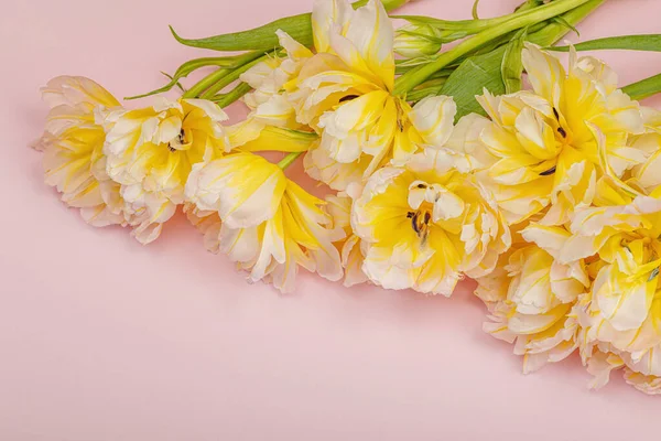 Frisse Pioenachtige Tulpen Pastelroze Ondergrond Feestelijk Concept Voor Moederdag Valentijnsdag — Stockfoto