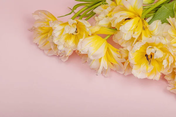 Świeże Lekkie Tulipany Piwonii Pastelowym Różowym Tle Uroczysta Koncepcja Dzień — Zdjęcie stockowe
