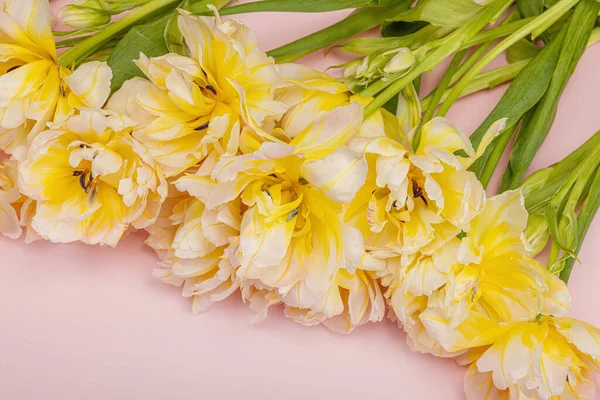 淡淡的牡丹郁金香在粉红的背景上 母亲节或情人节的节日概念 复活节平铺 复制空间 — 图库照片